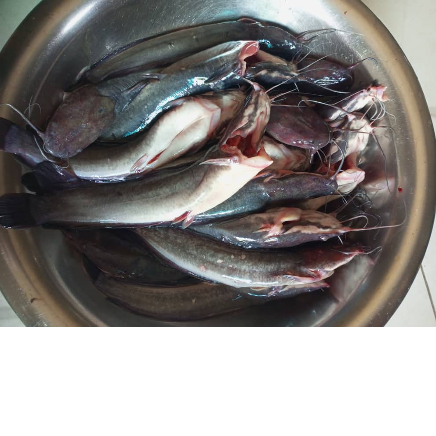 Poissons silures 