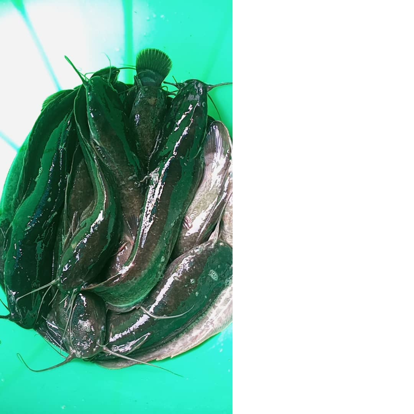 Poissons silures 